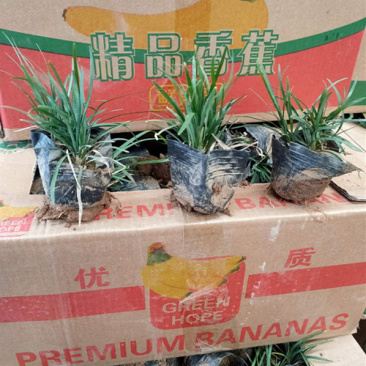 玉龙草矮麦冬地坪草生长速度快玉龙草工程苗批发