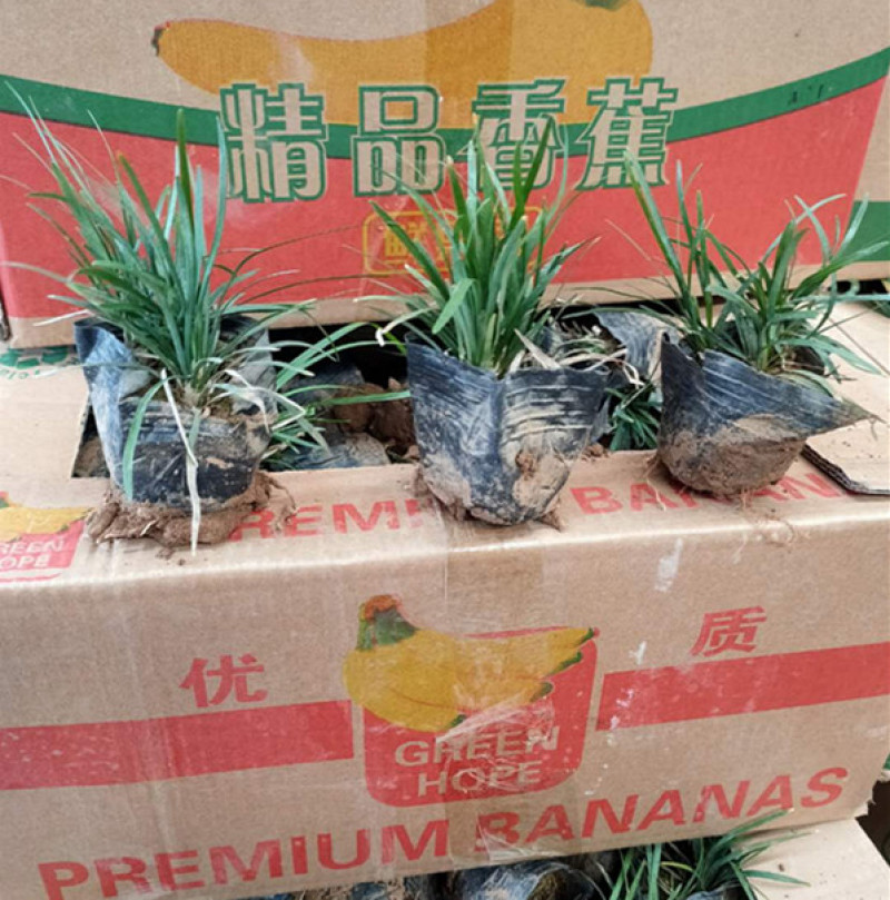 玉龙草矮麦冬地坪草生长速度快玉龙草工程苗批发