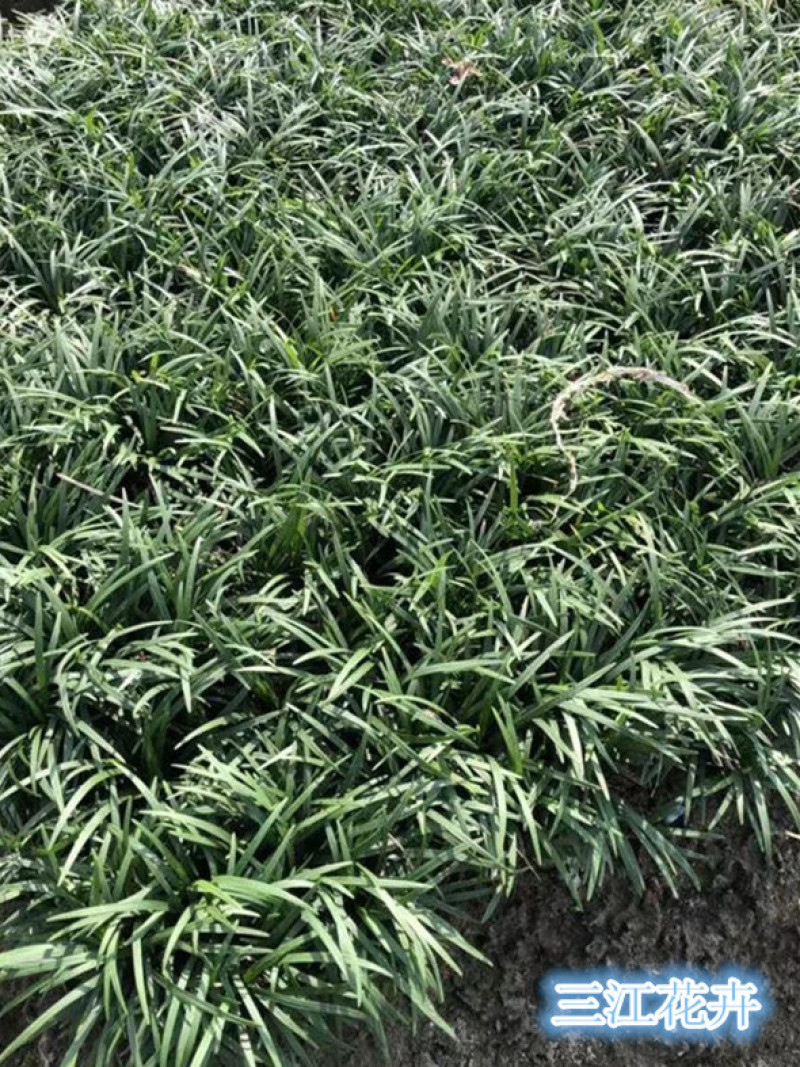 玉龙草矮麦冬地坪草生长速度快玉龙草工程苗批发