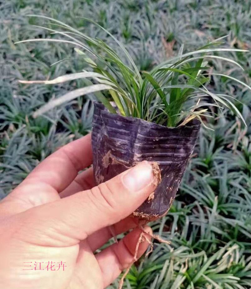 玉龙草矮麦冬地坪草生长速度快玉龙草工程苗批发