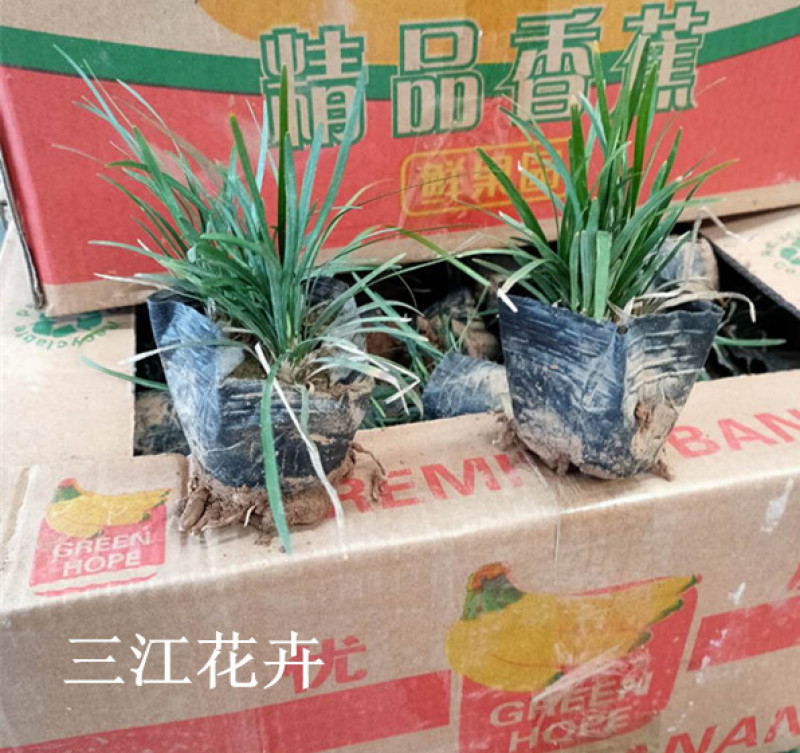 玉龙草矮麦冬地坪草生长速度快玉龙草工程苗批发