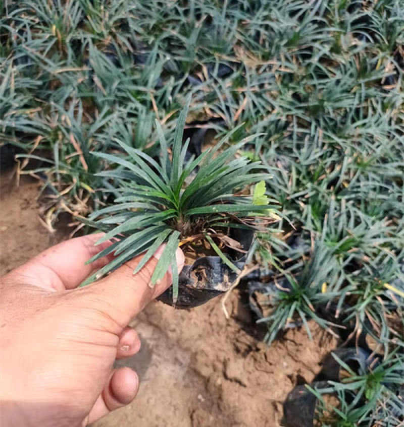玉龙草矮麦冬地坪草生长速度快玉龙草工程苗批发