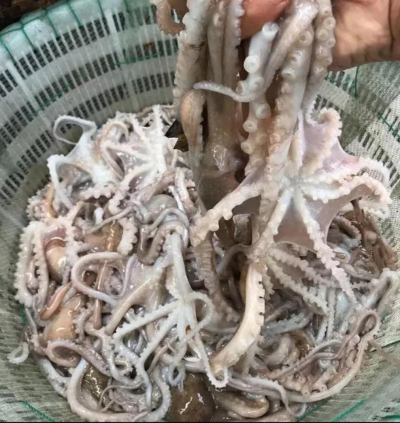 【新鲜速冻】八爪鱼花连云港水产海鲜章鱼长腿短腿仅4斤起