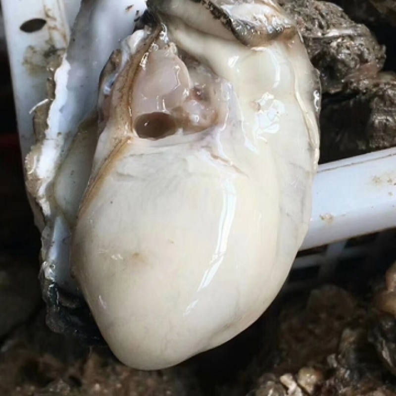 现捕现发新鲜生蚝鲜活高品质带壳海蛎子特大牡蛎贝壳即食