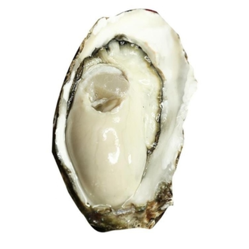 现捕现发新鲜生蚝鲜活高品质带壳海蛎子特大牡蛎贝壳即食