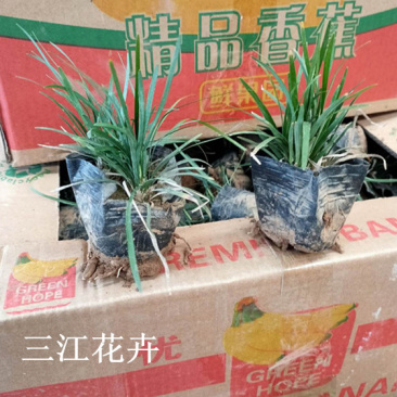 日本矮麦冬自家农户栽植观赏草系列矮麦冬营养杯小苗