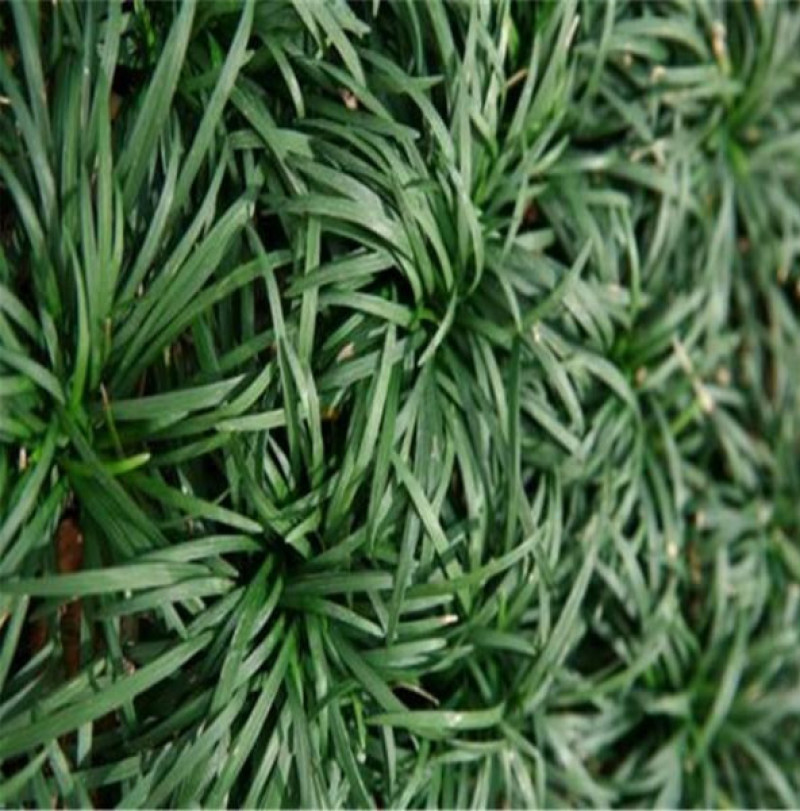 日本矮麦冬自家农户栽植观赏草系列矮麦冬营养杯小苗
