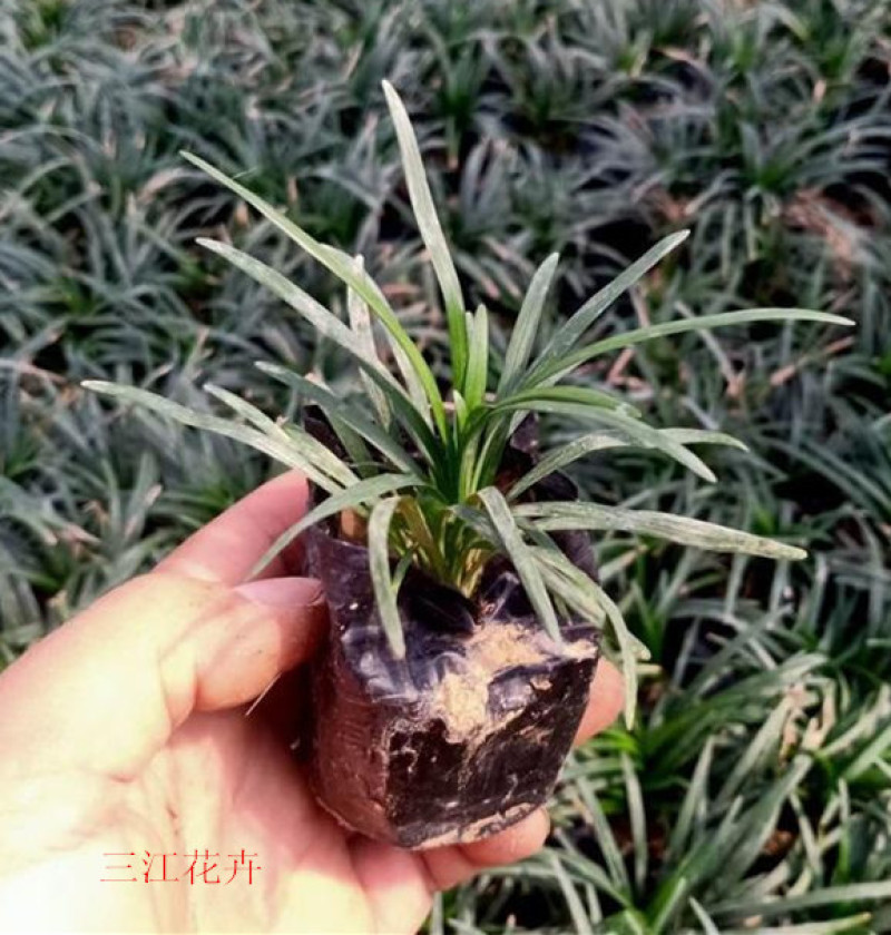 日本矮麦冬自家农户栽植观赏草系列矮麦冬营养杯小苗