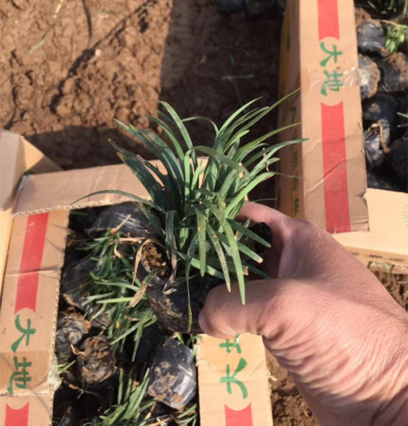 日本矮麦冬自家农户栽植观赏草系列矮麦冬营养杯小苗