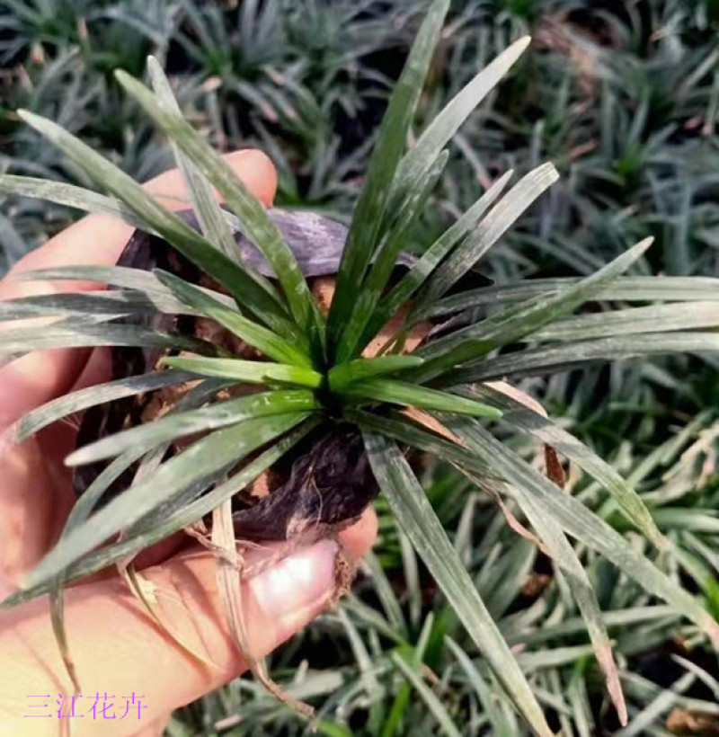 日本矮麦冬自家农户栽植观赏草系列矮麦冬营养杯小苗
