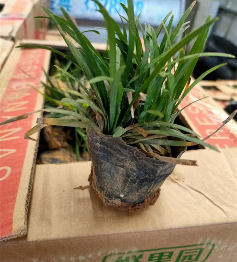 日本矮麦冬自家农户栽植观赏草系列矮麦冬营养杯小苗