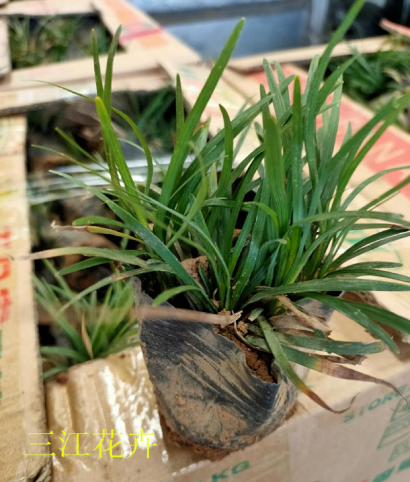 日本矮麦冬自家农户栽植观赏草系列矮麦冬营养杯小苗
