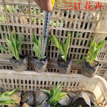 玉簪价格批发紫玉簪基地出售白玉簪质优价廉