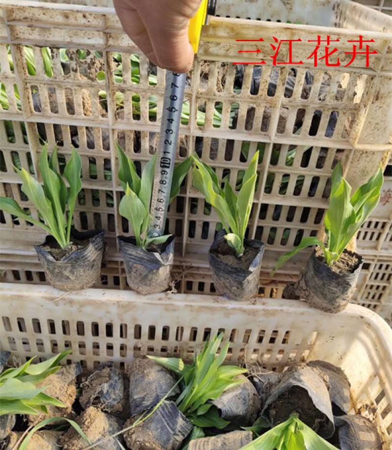 玉簪价格批发紫玉簪基地出售白玉簪质优价廉