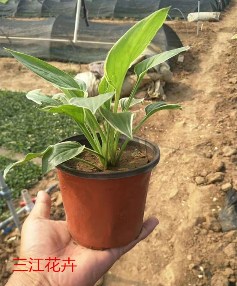 玉簪价格批发紫玉簪基地出售白玉簪质优价廉