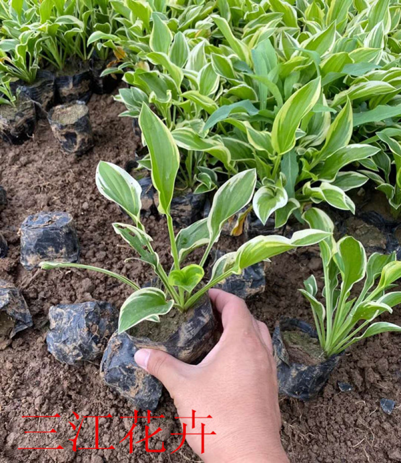 金边玉簪批发紫玉簪价格耐阴地被金边簪花基地