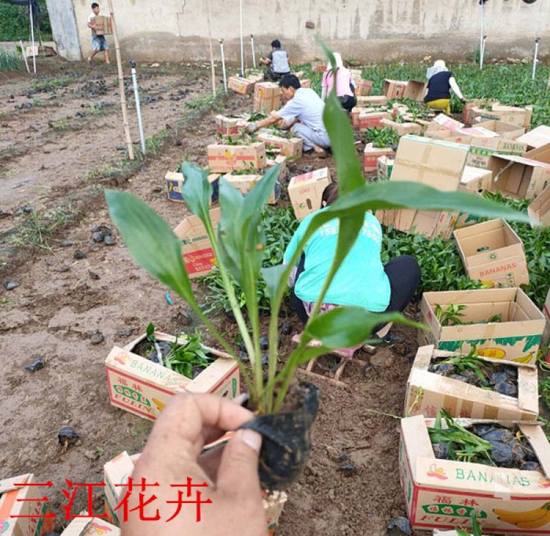 金边玉簪批发紫玉簪价格耐阴地被金边簪花基地