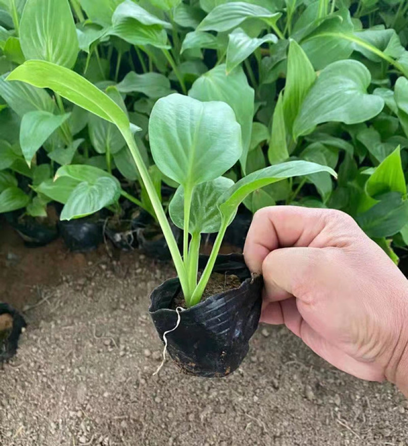 白玉簪批发白花玉簪基地山东白玉簪价格耐阴花香白萼
