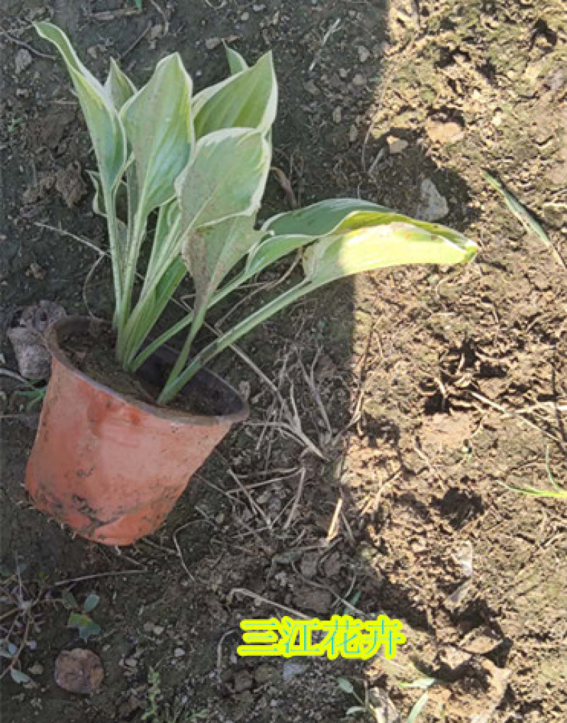 白玉簪批发白花玉簪基地山东白玉簪价格耐阴花香白萼