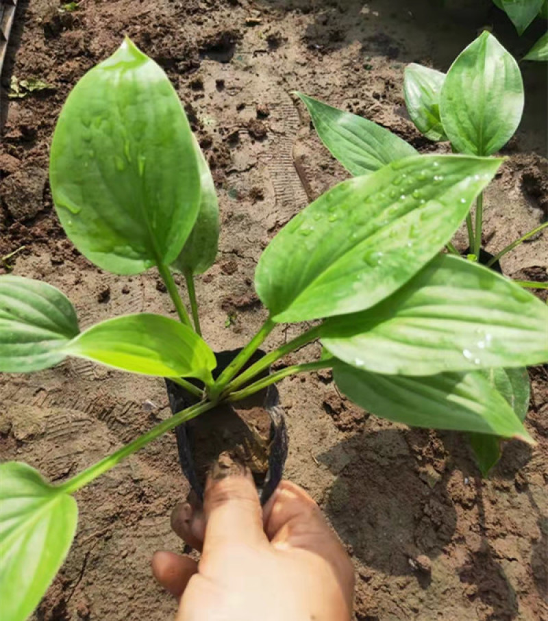 白玉簪批发白花玉簪基地山东白玉簪价格耐阴花香白萼