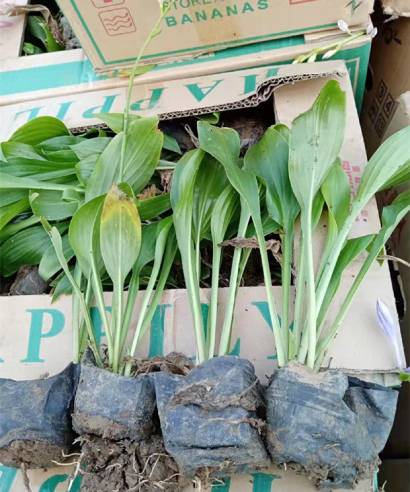 白玉簪批发白花玉簪基地山东白玉簪价格耐阴花香白萼