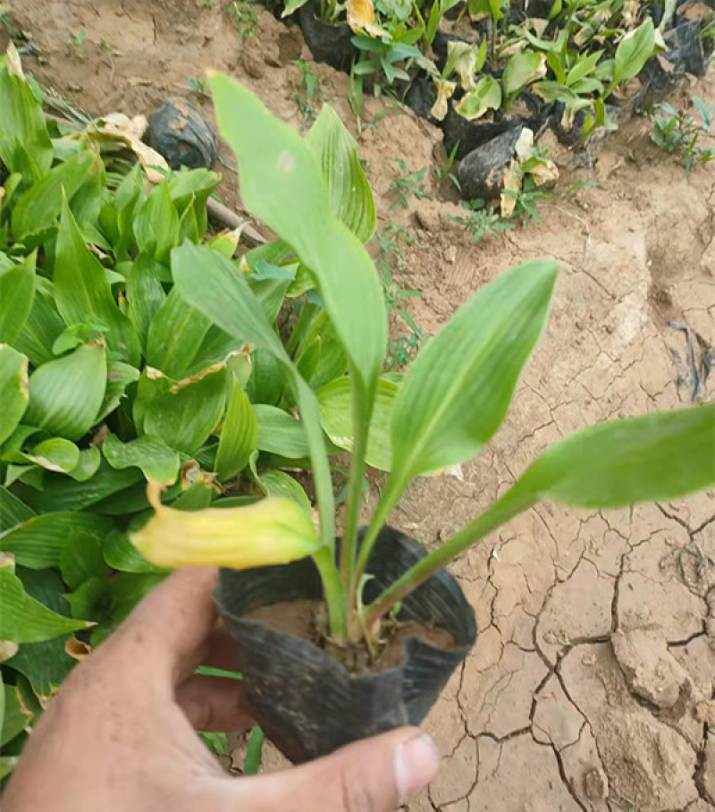 白玉簪批发白花玉簪基地山东白玉簪价格耐阴花香白萼