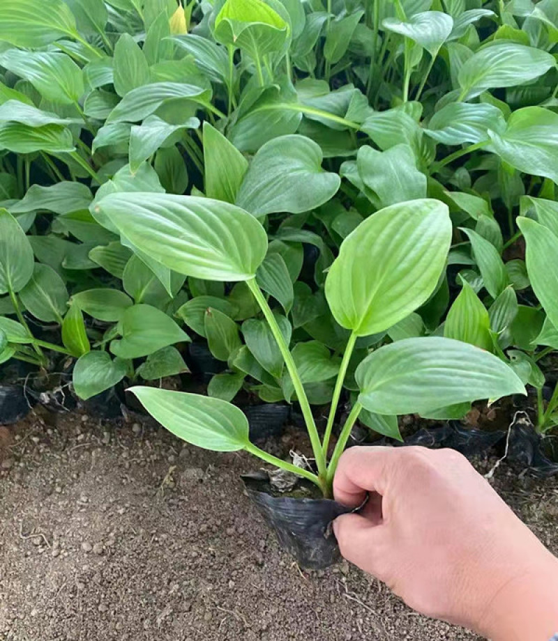 白玉簪批发白花玉簪基地山东白玉簪价格耐阴花香白萼
