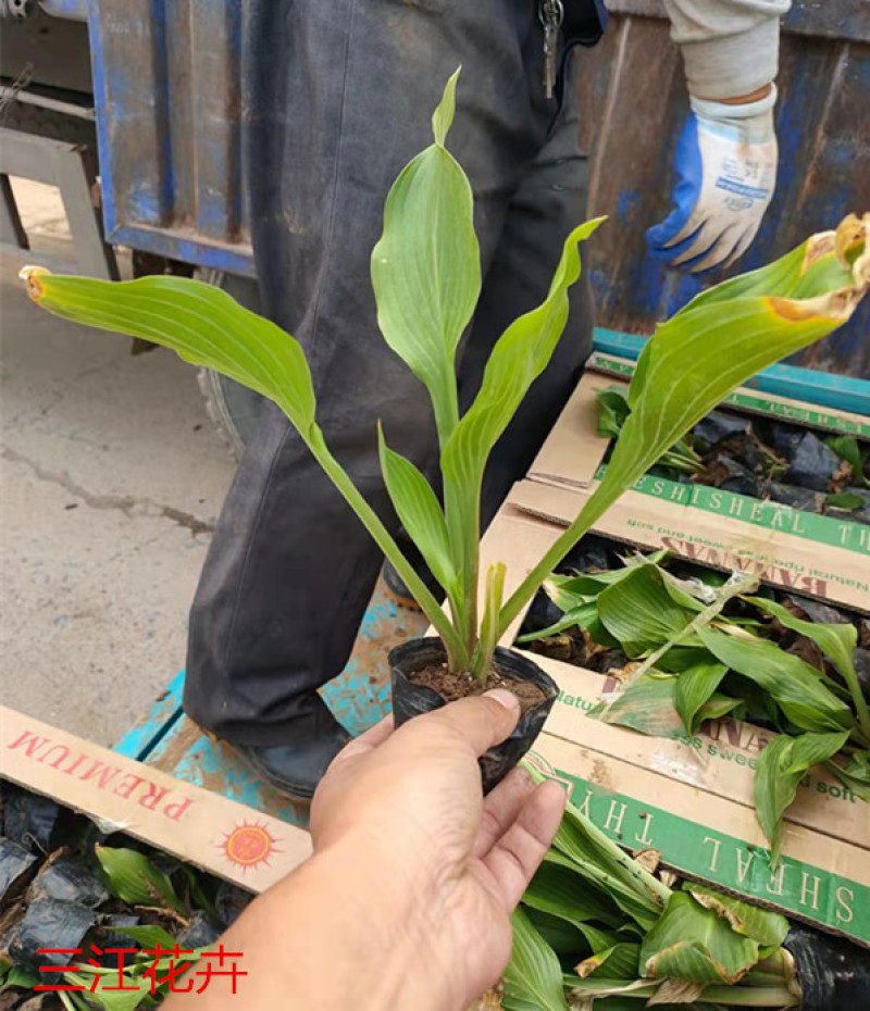 白玉簪批发白花玉簪基地山东白玉簪价格耐阴花香白萼