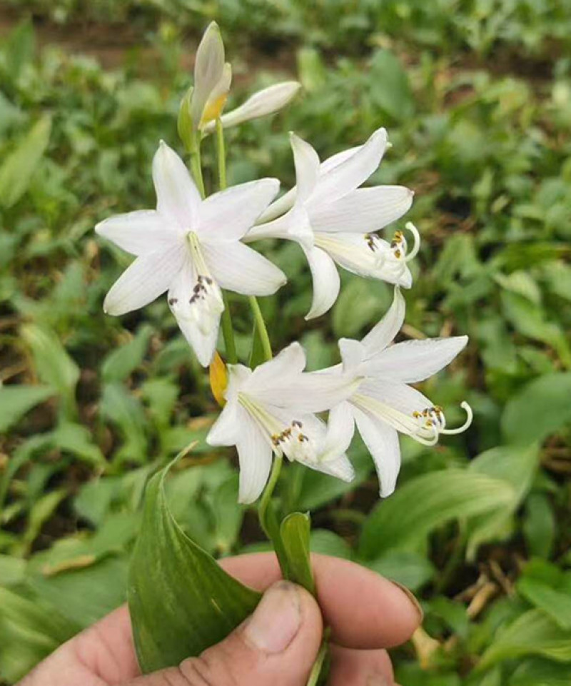 白玉簪批发白花玉簪基地山东白玉簪价格耐阴花香白萼