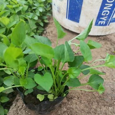 紫花地丁花苗紫花地丁杯苗批发紫花地丁袋苗繁育基地