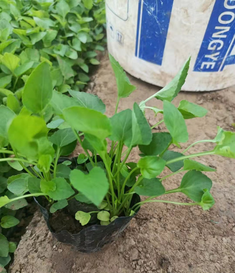 紫花地丁花苗紫花地丁杯苗批发紫花地丁袋苗繁育基地