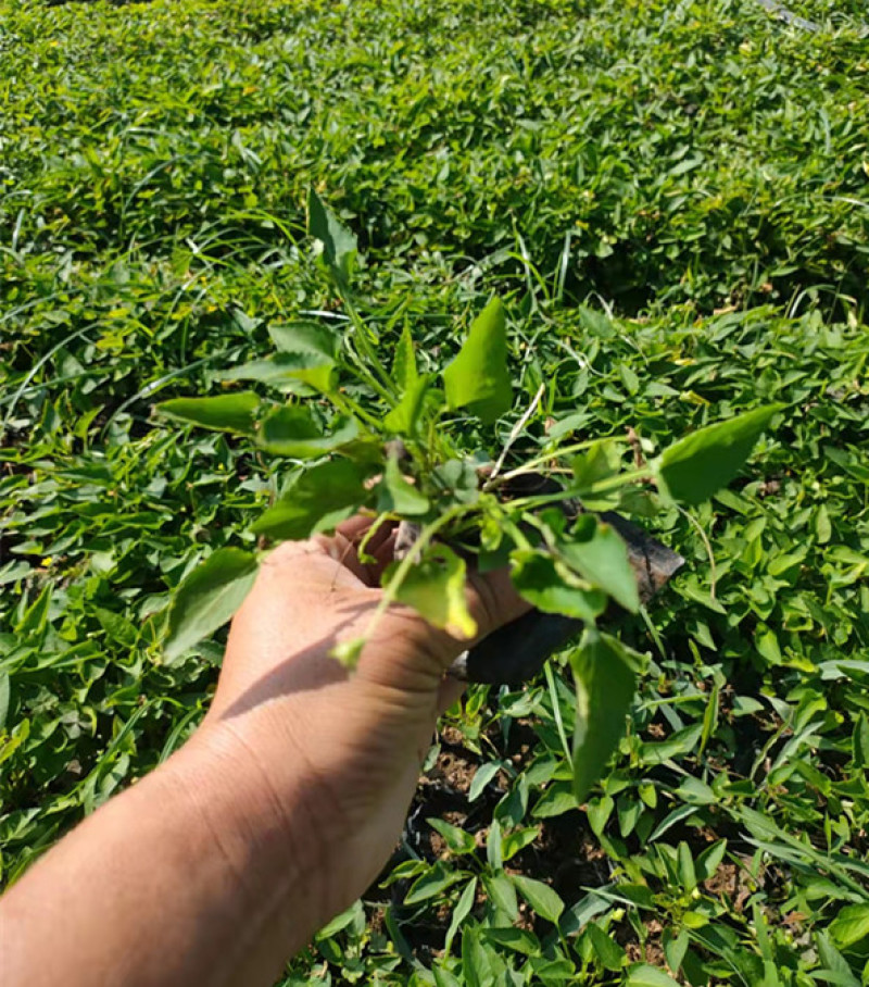 紫花地丁花苗紫花地丁杯苗批发紫花地丁袋苗繁育基地
