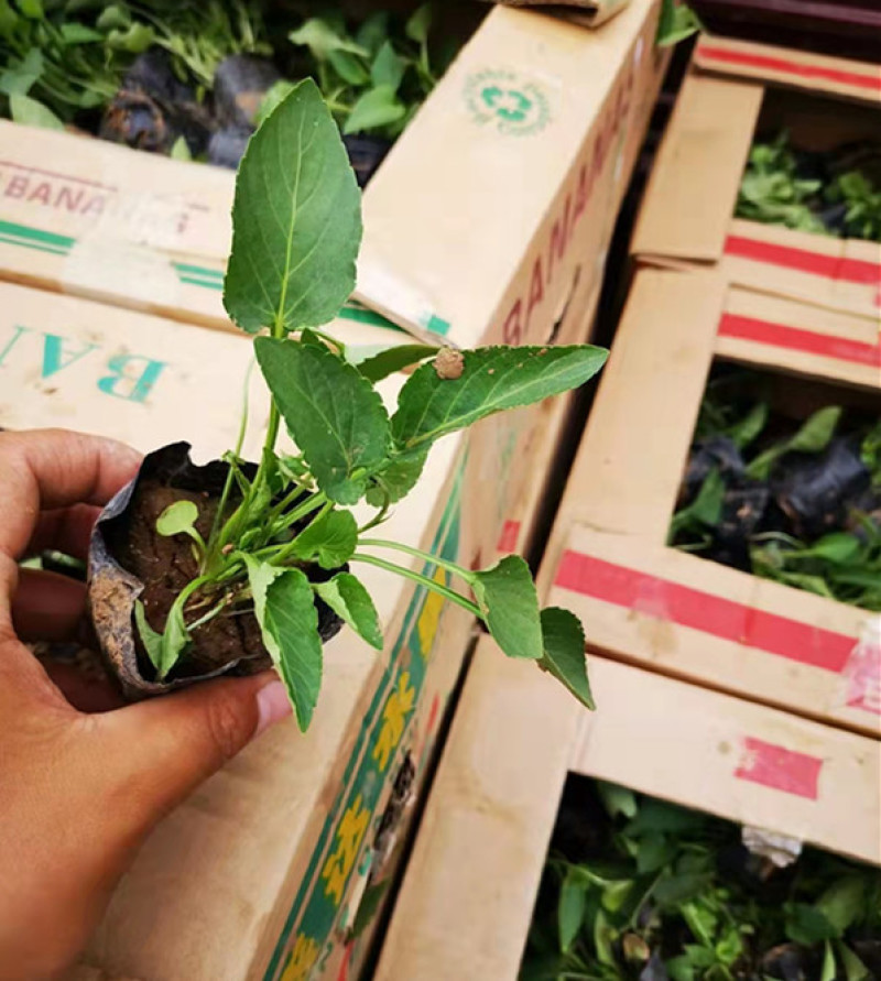 紫花地丁花苗紫花地丁杯苗批发紫花地丁袋苗繁育基地