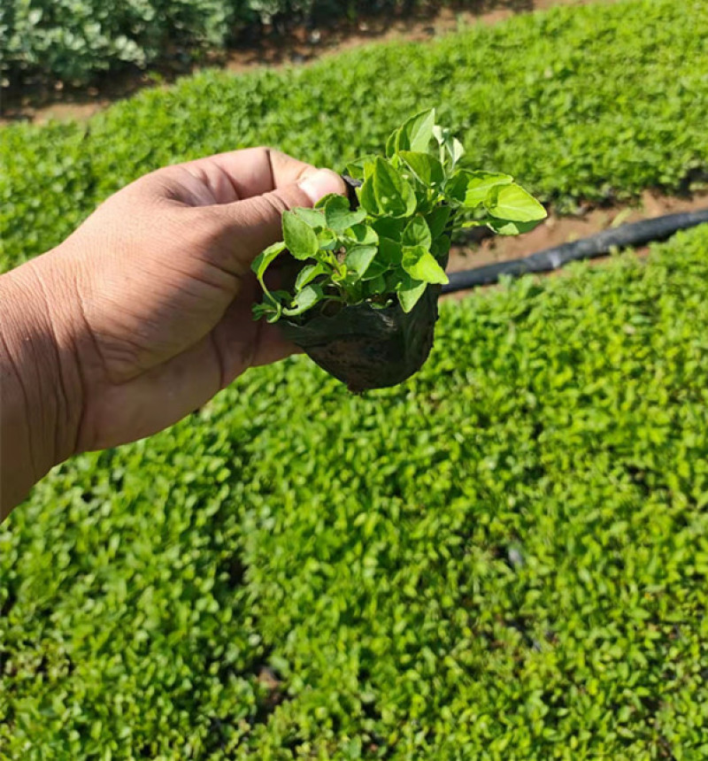 紫花地丁花苗紫花地丁杯苗批发紫花地丁袋苗繁育基地