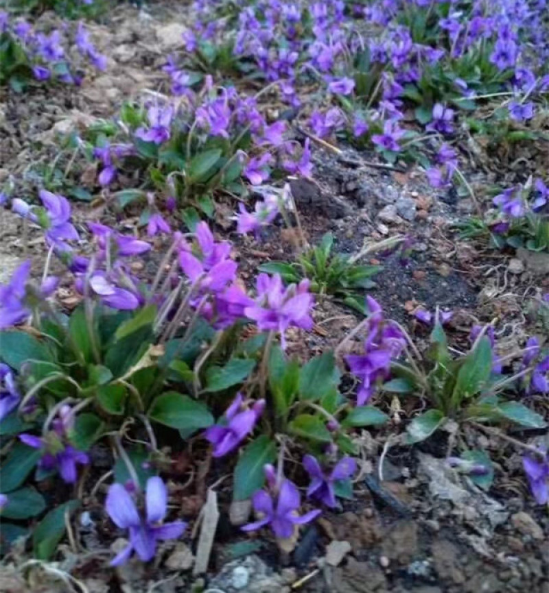 紫花地丁花苗紫花地丁杯苗批发紫花地丁袋苗繁育基地
