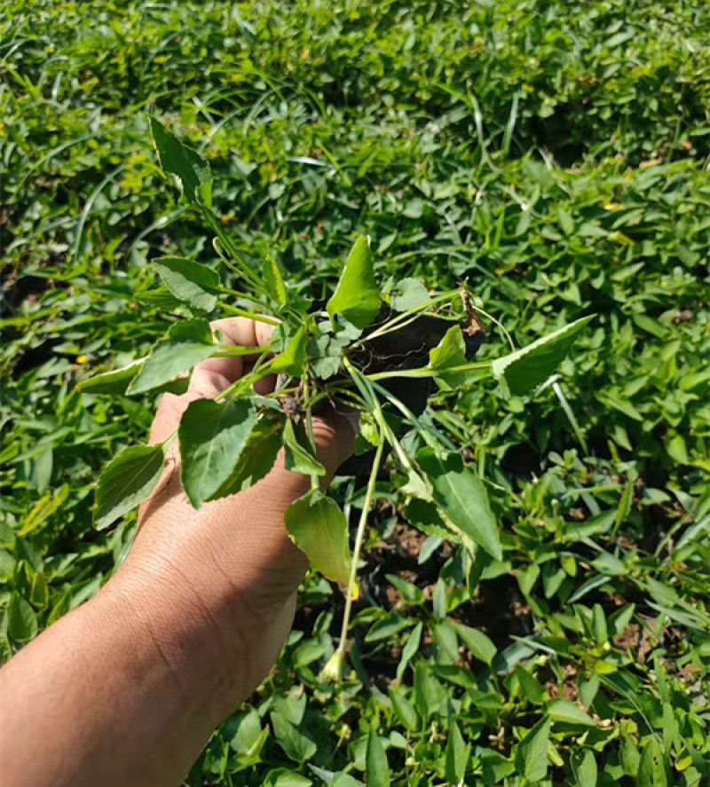 紫花地丁花苗紫花地丁杯苗批发紫花地丁袋苗繁育基地