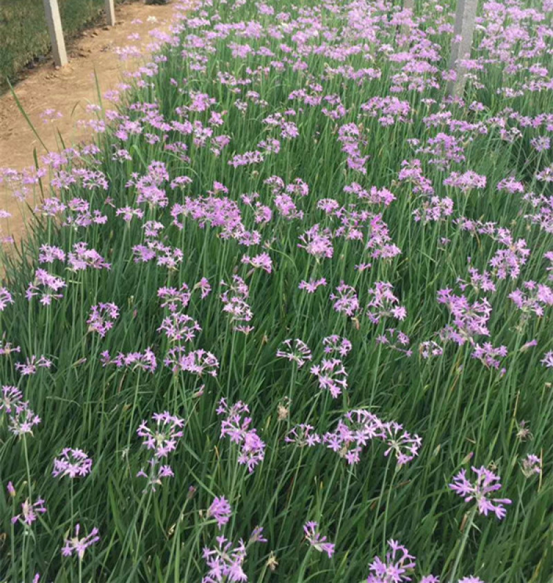 紫娇花批发山东紫娇花种植基地多芽紫娇花价格
