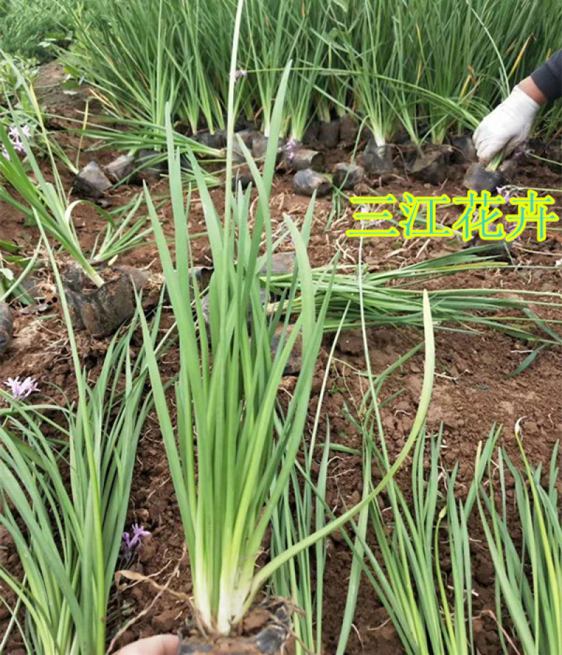 紫娇花批发山东紫娇花种植基地多芽紫娇花价格