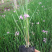 紫娇花批发山东紫娇花种植基地多芽紫娇花价格