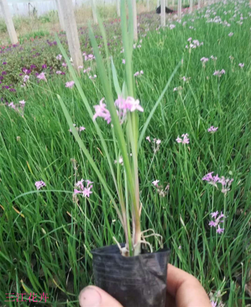 紫娇花批发山东紫娇花种植基地多芽紫娇花价格