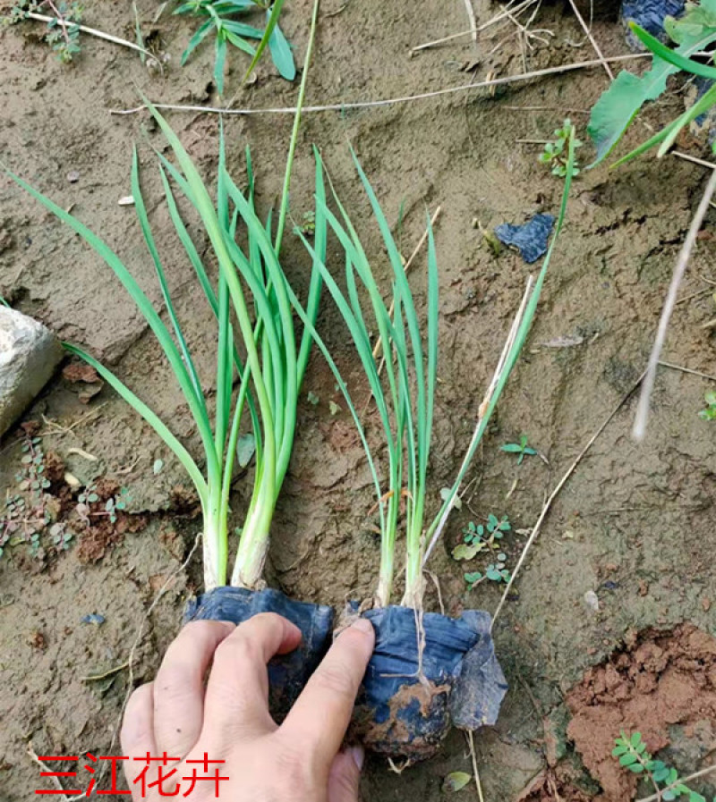 紫娇花批发山东紫娇花种植基地多芽紫娇花价格