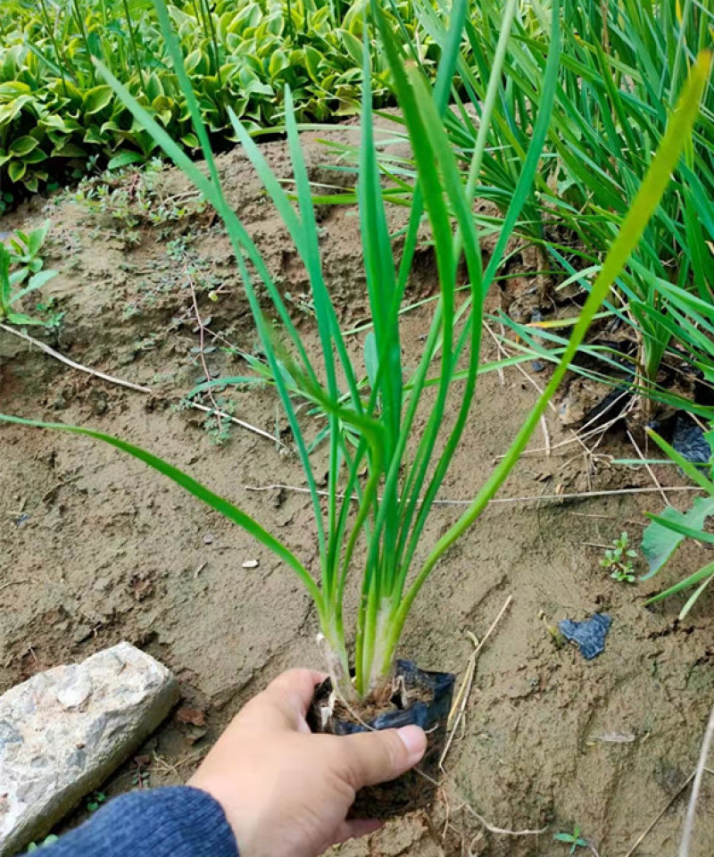 紫娇花批发山东紫娇花种植基地多芽紫娇花价格