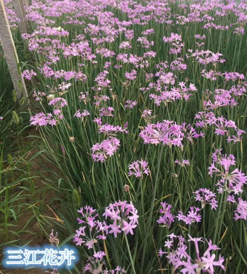 紫娇花批发山东紫娇花种植基地多芽紫娇花价格