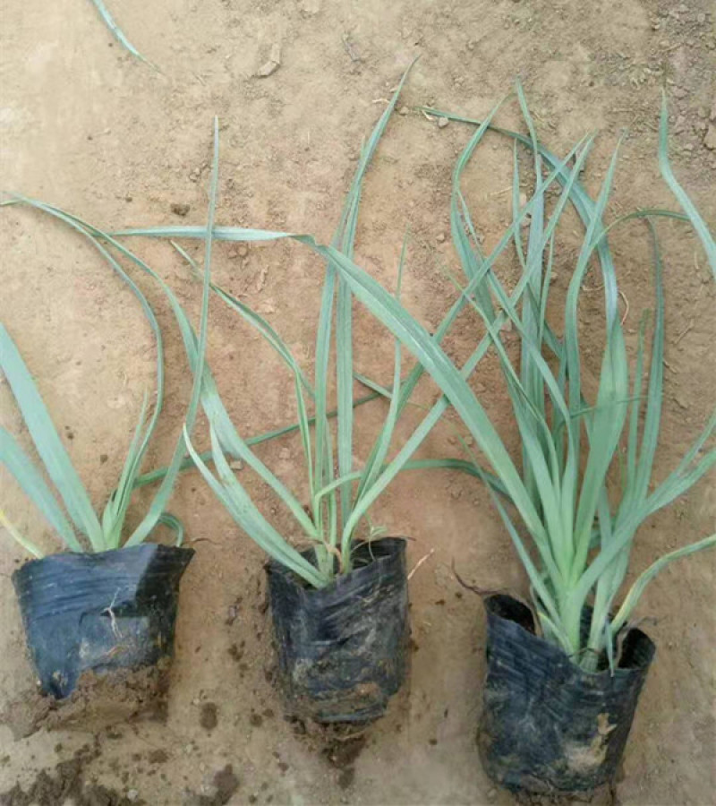 紫露草紫璐草批发喜温湿半阴环境耐寒紫露草价格