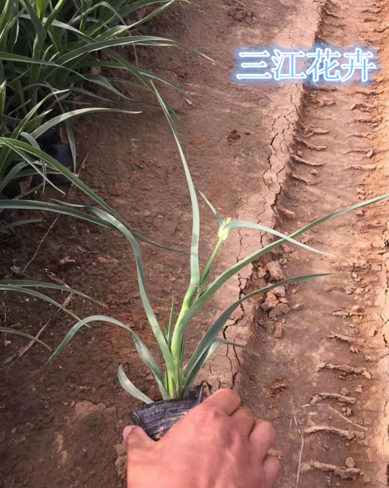 紫露草紫璐草批发喜温湿半阴环境耐寒紫露草价格
