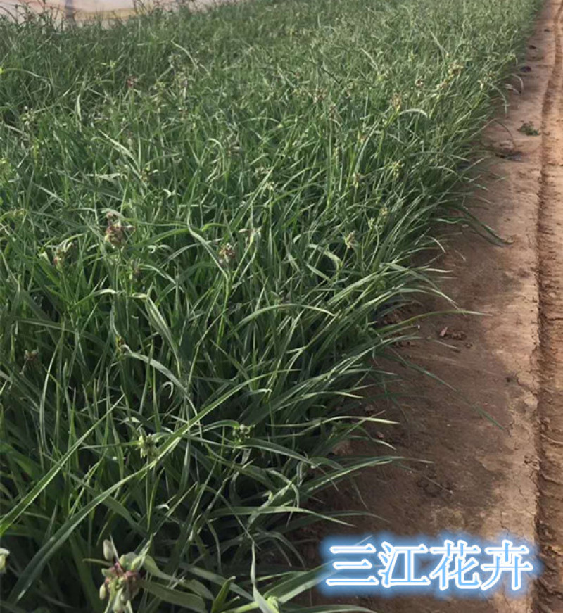 紫露草紫璐草批发喜温湿半阴环境耐寒紫露草价格