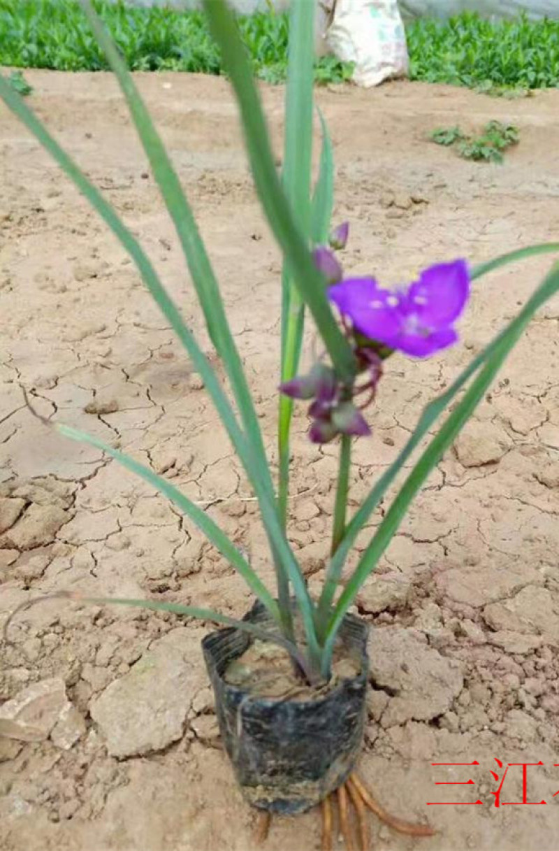 紫露草紫璐草批发喜温湿半阴环境耐寒紫露草价格