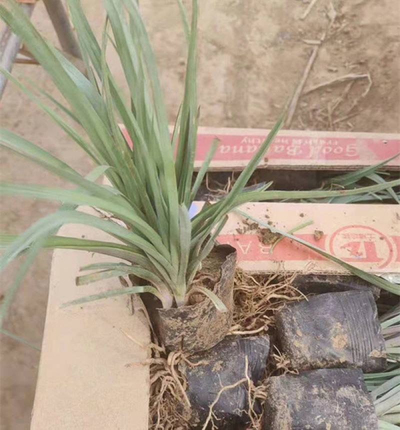 紫露草紫璐草批发喜温湿半阴环境耐寒紫露草价格