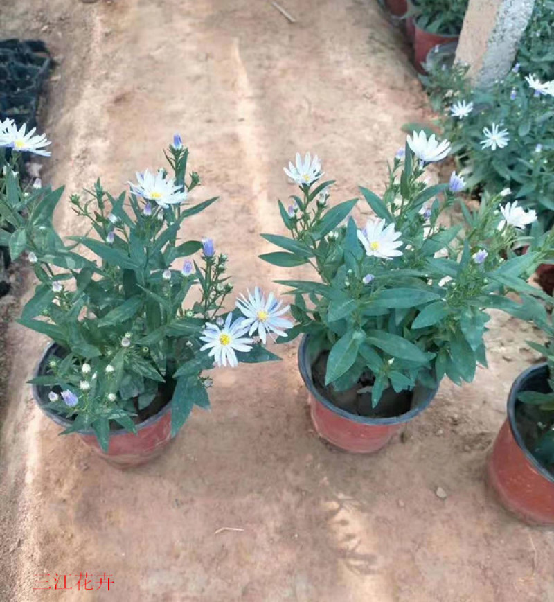 紫菀基地花海绿化工程宿根花卉青菀批发紫菀杯苗