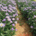 紫菀基地花海绿化工程宿根花卉青菀批发紫菀杯苗
